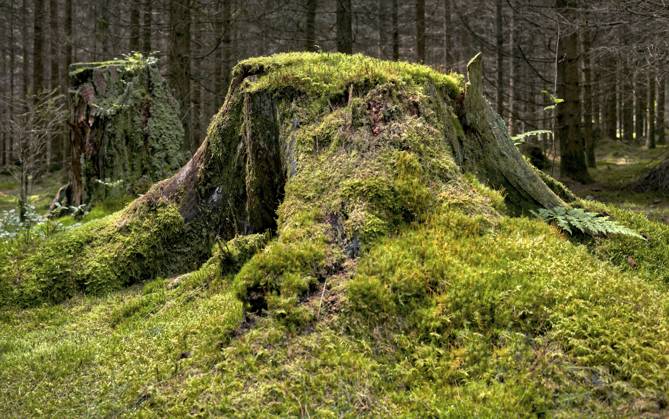 Der alte Baumstumpf mit Moos The old tree stump with moss Copyright: imageBROKER StephanxHerlitze ibxiqx18869914.jpg