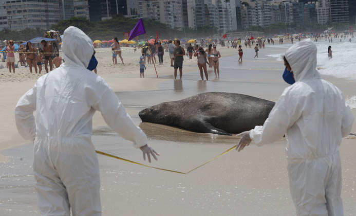 October 6, 2026, Rio De Janeiro, Rio De Janeiro, Brazil: Biologists with the Projeto de Monitoramento de Praias da Bacia de Santos (PMP-BS) monitor a young southern elephant seal (Mirounga leonina) resting on Copacabana Beach in Rio de Janeiro, Brazil, on October 6, 2026, assessing its condition and helping ensure it remains undisturbed. The unusual visitor has drawn attention along the coast in recent days after being spotted in So£o Conrado, across Guanabara Bay in IcaraoÂ, Nitero³i, and now Copacabana. The young seal, a species native to colder waters of the Southern Hemisphere, has attracted curious bathers and beachgoers at each stop. Experts advise people to observe the animal from a safe distance and not approach, touch, feed o - ZUMAk251 20261006_znp_k251_013 Copyright: xBobxKarpx
