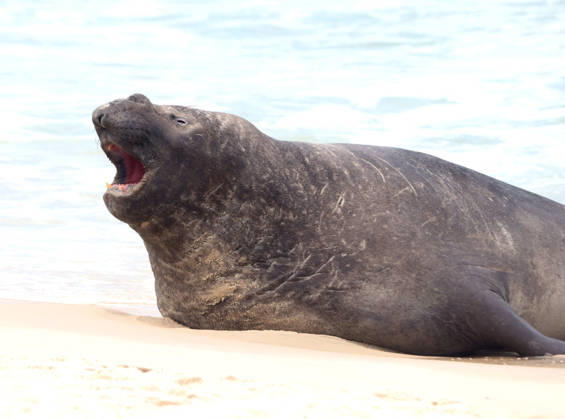 October 6, 2026, Rio De Janeiro, Rio De Janeiro, Brazil: A young southern elephant seal (Mirounga leonina) rests on Copacabana Beach in Rio de Janeiro, Brazil, on October 6, 2026. The unusual visitor has drawn attention along the coast in recent days after being seen in So£o Conrado, across Guanabara Bay in IcaraoÂ, Nitero³i, and now Copacabana. The young animal, which normally inhabits colder waters of the Southern Hemisphere, has attracted curious bathers and beachgoers at each stop. Experts advise people to observe the animal from a safe distance and not approach, touch, feed or attempt to return it to the water. One possibility raised by experts is that the seal traveled north from southern South America, potentially from the regi - ZUMAk251 20261006_znp_k251_018 Copyright: xBobxKarpx