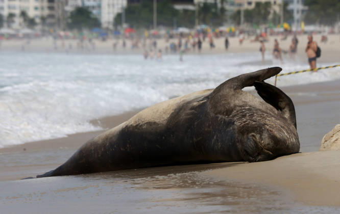 October 6, 2026, Rio De Janeiro, Rio De Janeiro, Brazil: A young southern elephant seal (Mirounga leonina) rests on Copacabana Beach in Rio de Janeiro, Brazil, on October 6, 2026. The unusual visitor has drawn attention along the coast in recent days after being seen in So£o Conrado, across Guanabara Bay in IcaraoÂ, Nitero³i, and now Copacabana. The young animal, which normally inhabits colder waters of the Southern Hemisphere, has attracted curious bathers and beachgoers at each stop. Experts advise people to observe the animal from a safe distance and not approach, touch, feed or attempt to return it to the water. One possibility raised by experts is that the seal traveled north from southern South America, potentially from the regi - ZUMAk251 20261006_znp_k251_028 Copyright: xBobxKarpx