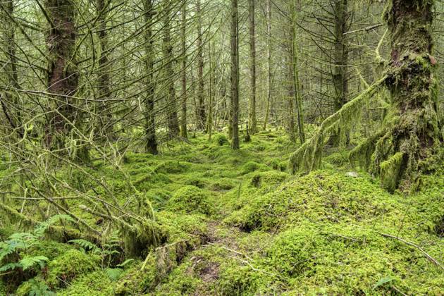 Moos bedeckter Waldboden im Ardcastle Wood in Argyll, Schottland, Großbritannien Moos bedeckter Waldboden in Ardcastle Wood in Argyll, Schottland Copyright: imageBROKER dvlcomxdvlcom.co.uk ibxiqx19013206.jpg