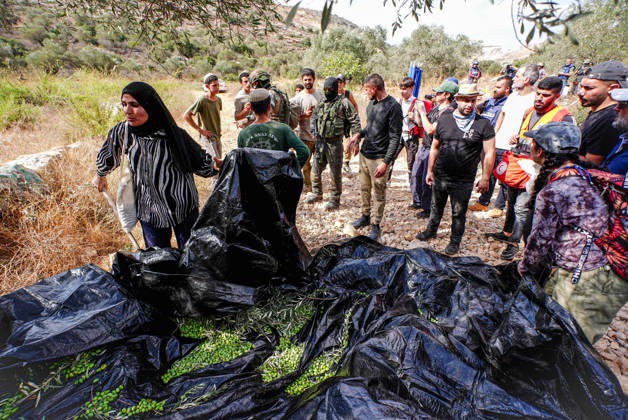 Clashes erupt between Israeli settlers and Palestinian farmers in West Bank RAMALLAH, WEST BANK - OCTOBER 9: Clashes break out between Israeli settlers, accompanied by Israeli soldiers, and Palestinian farmers harvesting olives in the town of Deir Ibzi, near Ramallah in West Bank, on October 9, 2026. The incident reportedly involved damage to olive crops and provocative actions by the settlers. Issam Rimawi Anadolu West Bank Palestine. Editorial use only. Please get in touch for any other usage.  Copyright: x2026xAnadoluxIssamxRimawix