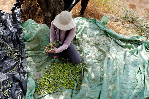 Clashes erupt between Israeli settlers and Palestinian farmers in West Bank RAMALLAH, WEST BANK - OCTOBER 9: Clashes break out between Israeli settlers, accompanied by Israeli soldiers, and Palestinian farmers harvesting olives in the town of Deir Ibzi, near Ramallah in West Bank, on October 9, 2026. The incident reportedly involved damage to olive crops and provocative actions by the settlers. Issam Rimawi Anadolu West Bank Palestine. Editorial use only. Please get in touch for any other usage.  Copyright: x2026xAnadoluxIssamxRimawix