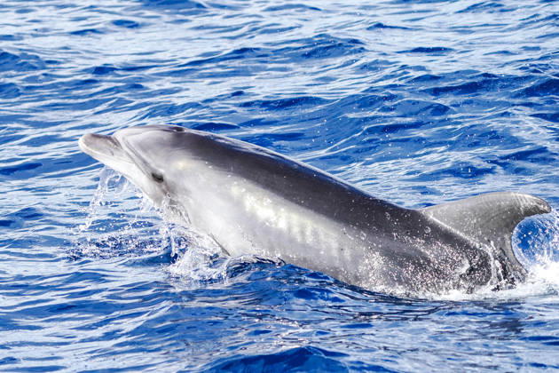 Entertainment Bilder des Tages Delfine im Mittelmeer südlich von Mallorca bei Paguera - 09.10.2026 Mallorca: Delfin-Tour im Mittelmeer bei Paguera