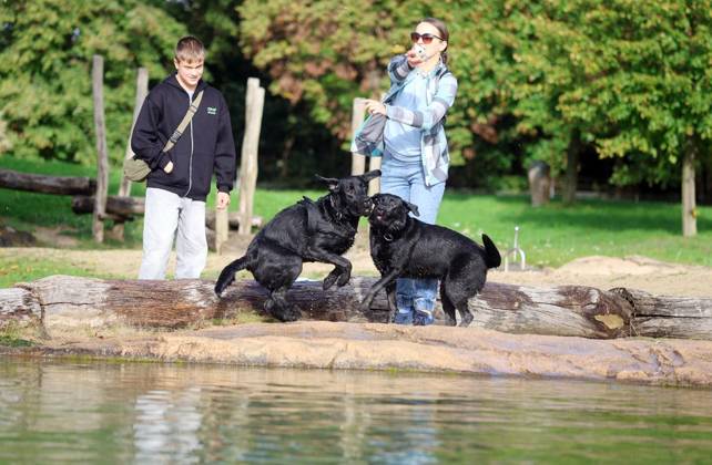 Hundeschwimmen im Naturbad Styrum ** NUR FÜR REDAKTIONELLE ZWECKE ** EDITORIAL USE ONLY **<p>Hundeschwimmen zum Saisonende im Naturbad Styrum in Mülheim am Samstag, den 10. Oktober 2026 Deutschland NRW Mülheim Copyright: KerstinxBögeholz