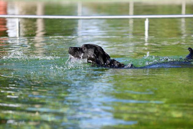 Hundeschwimmen im Naturbad Styrum ** NUR FÜR REDAKTIONELLE ZWECKE ** EDITORIAL USE ONLY **<p>Hundeschwimmen zum Saisonende im Naturbad Styrum in Mülheim am Samstag, den 10. Oktober 2026 Deutschland NRW Mülheim Copyright: KerstinxBögeholz