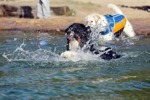 Hundeschwimmen im Naturbad Styrum ** NUR FÜR REDAKTIONELLE ZWECKE ** EDITORIAL USE ONLY **<p>Hundeschwimmen zum Saisonende im Naturbad Styrum in Mülheim am Samstag, den 10. Oktober 2026 Deutschland NRW Mülheim Copyright: KerstinxBögeholz