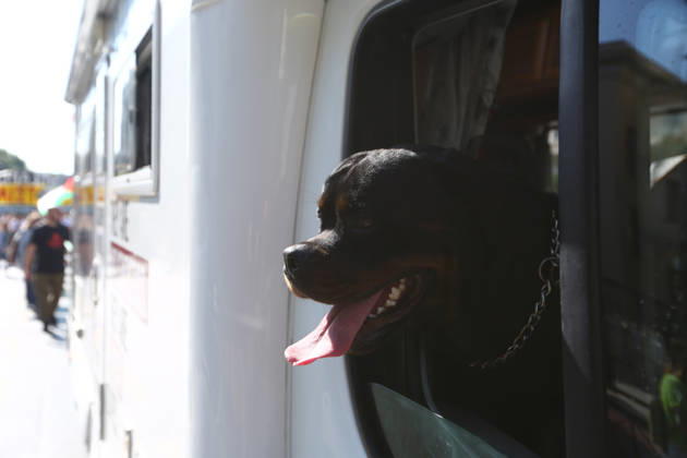 October 10, 2026, Athens, Attica, GREECE: A dog looks out of a camper van displaying pro-Palestinian messages as demonstrators march past. Athens GREECE  - ZUMAx103 20261010_zip_x103_013 Copyright: xHarrisxXanthopoulosx
