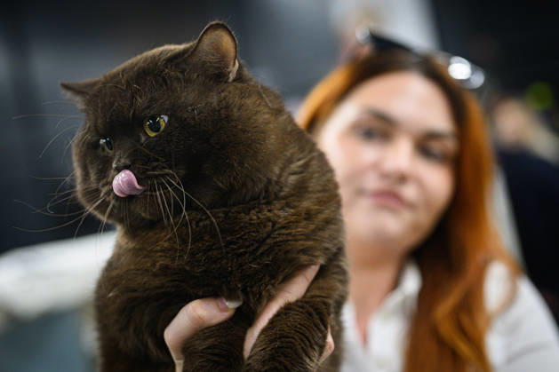 2026 WCF Jubilee Cat Show - Day 1 Owner holds her cat during the day one of 2026 WCF Jubilee Cat Show in Zagreb, Croatia on October 10, 2026.  DavorxPuklavec PIXSELL