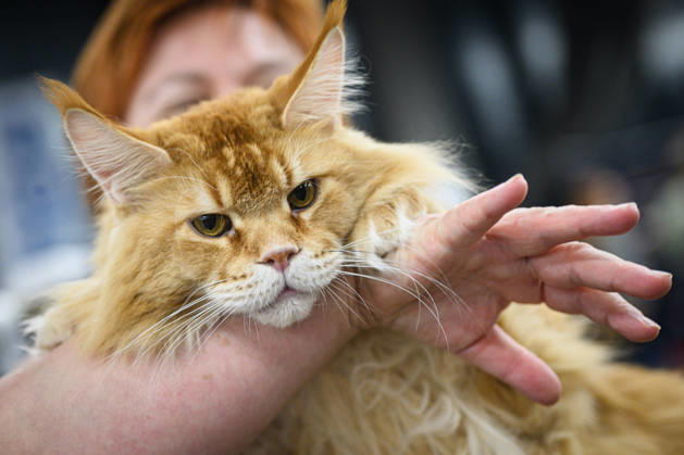 2026 WCF Jubilee Cat Show - Day 1 Owner holds her cat during the day one of 2026 WCF Jubilee Cat Show in Zagreb, Croatia on October 10, 2026.  DavorxPuklavec PIXSELL
