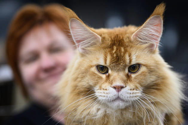 2026 WCF Jubilee Cat Show - Day 1 Owner holds her cat during the day one of 2026 WCF Jubilee Cat Show in Zagreb, Croatia on October 10, 2026.  DavorxPuklavec PIXSELL