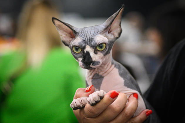 2026 WCF Jubilee Cat Show - Day 1 Owner holds her cat during the day one of 2026 WCF Jubilee Cat Show in Zagreb, Croatia on October 10, 2026.  DavorxPuklavec PIXSELL