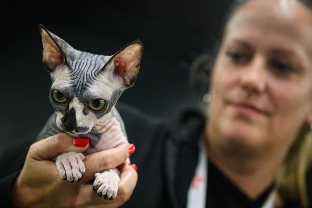 2026 WCF Jubilee Cat Show - Day 1 Owner holds her cat during the day one of 2026 WCF Jubilee Cat Show in Zagreb, Croatia on October 10, 2026.  DavorxPuklavec PIXSELL