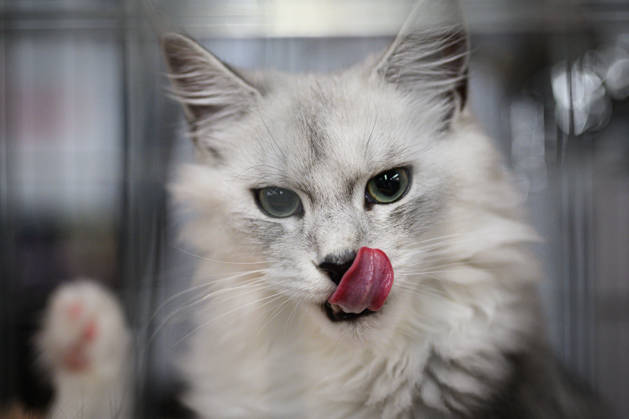 2026 WCF Jubilee Cat Show - Day 1 Cat is seen during the day one of 2026 WCF Jubilee Cat Show in Zagreb, Croatia on October 10, 2026.  DavorxPuklavec PIXSELL
