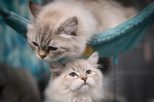 2026 WCF Jubilee Cat Show - Day 1 Cat is seen during the day one of 2026 WCF Jubilee Cat Show in Zagreb, Croatia on October 10, 2026.  DavorxPuklavec PIXSELL