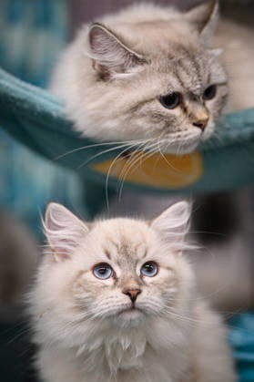 2026 WCF Jubilee Cat Show - Day 1 Cat is seen during the day one of 2026 WCF Jubilee Cat Show in Zagreb, Croatia on October 10, 2026.  DavorxPuklavec PIXSELL