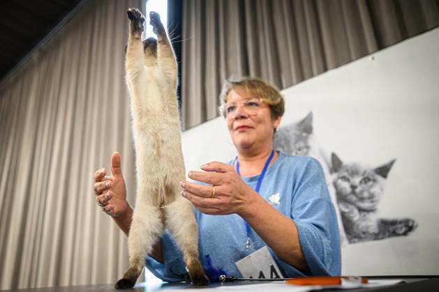 2026 WCF Jubilee Cat Show - Day 1 Owner holds her cat during the day one of 2026 WCF Jubilee Cat Show in Zagreb, Croatia on October 10, 2026.  DavorxPuklavec PIXSELL
