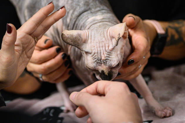 2026 WCF Jubilee Cat Show - Day 1 Owner holds her cat during the day one of 2026 WCF Jubilee Cat Show in Zagreb, Croatia on October 10, 2026.  DavorxPuklavec PIXSELL
