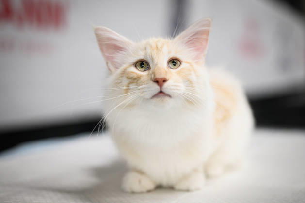 Entertainment Bilder des Tages 2026 WCF Jubilee Cat Show - Day 1 Cat is seen during the day one of 2026 WCF Jubilee Cat Show in Zagreb, Croatia on October 10, 2026.  DavorxPuklavec PIXSELL