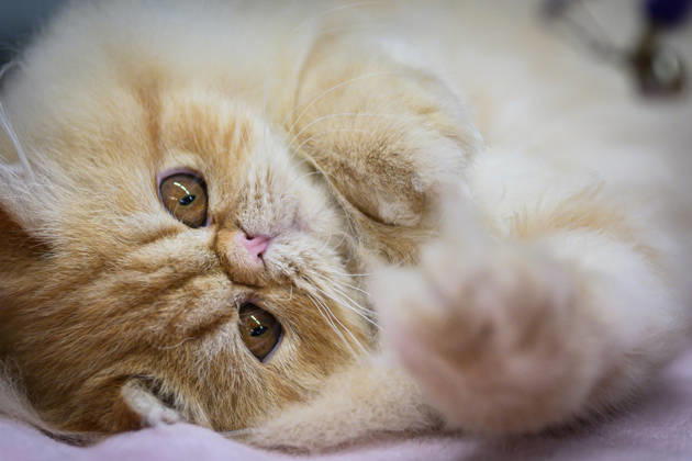 2026 WCF Jubilee Cat Show - Day 1 Cat is seen during the day one of 2026 WCF Jubilee Cat Show in Zagreb, Croatia on October 10, 2026.  DavorxPuklavec PIXSELL