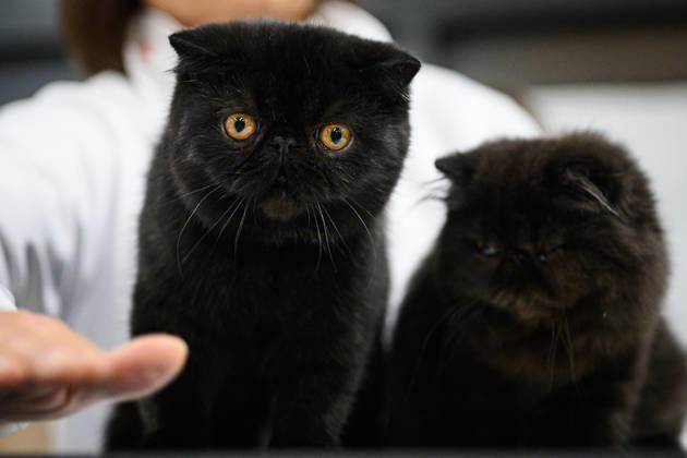 2026 WCF Jubilee Cat Show - Day 1 Cat is seen during the day one of 2026 WCF Jubilee Cat Show in Zagreb, Croatia on October 10, 2026.  DavorxPuklavec PIXSELL