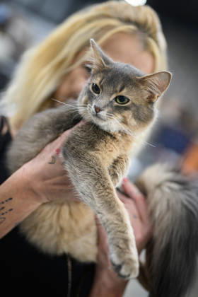 2026 WCF Jubilee Cat Show - Day 1 Owner holds her cat during the day one of 2026 WCF Jubilee Cat Show in Zagreb, Croatia on October 10, 2026.  DavorxPuklavec PIXSELL