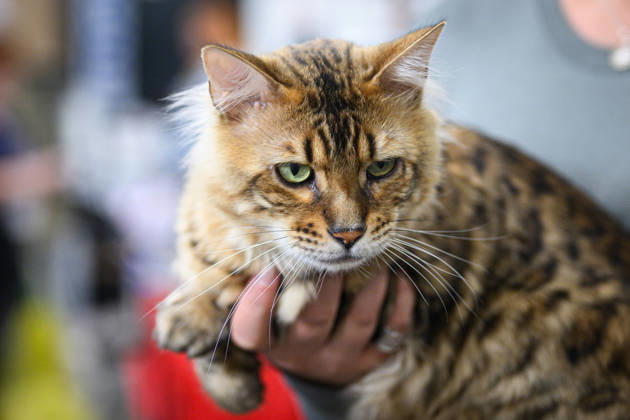 2026 WCF Jubilee Cat Show - Day 1 Owner holds her cat during the day one of 2026 WCF Jubilee Cat Show in Zagreb, Croatia on October 10, 2026.  DavorxPuklavec PIXSELL