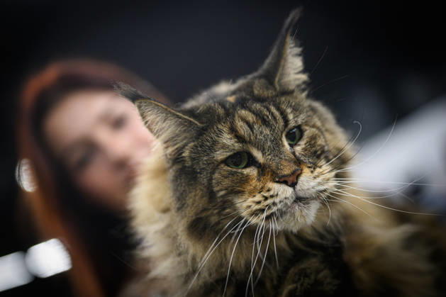 2026 WCF Jubilee Cat Show - Day 1 Owner holds her cat during the day one of 2026 WCF Jubilee Cat Show in Zagreb, Croatia on October 10, 2026.  DavorxPuklavec PIXSELL