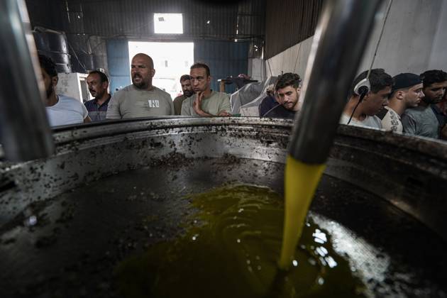Olive harvest in Gaza despite destruction and access restrictions GAZA STRIP, GAZA, PALESTINE - OCTOBER 11: Olive oil flows during the production process at an olive press facility west of Al-Zawayda in the Gaza Strip, Gaza, Palestine, on October 11, 2026. Palestinian farmers harvest olives from the few trees left standing after Israeli attacks caused extensive damage to agricultural land across the territory, while access to fields in areas designated as the Yellow Line remains restricted. Adam Bilal Anadolu Gaza Gaza. Editorial use only. Please get in touch for any other usage.  Copyright: x2026xAnadoluxAdamxBilalx
