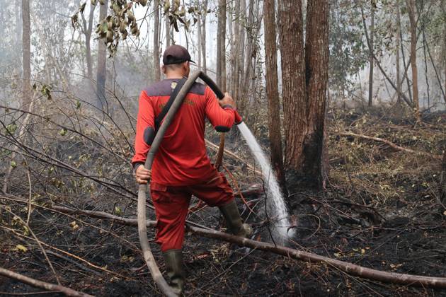 October 11, 2026, Kalimantan, Indonesia: PALANGKA RAYA, CENTRAL KALIMANTAN, INDONESIA, OCTOBER 11, 2026: Members of Indonesia s Manggala Agni forest fire brigade work to extinguish a forest fire in the Sebangau area of Palangka Raya, Central Kalimantan. The firefighting team has been responding to fires affecting forests and community land in the region during the dry season. Kalimantan Indonesia  - ZUMAq101 20261011_zna_q101_120 Copyright: xReginaxSafrix