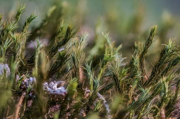 Makroaufnahme eines dichten Bestands von Haarmützenmoos (Polytrichum sp.) auf dem Waldboden. Die aufrecht wachsenden, schmal beblätterten Moospflänzchen bilden eine kleine, fast waldähnliche Landschaft und werden durch die geringe Schärfentiefe wirkungsvoll hervorgehoben. Die Aufnahme zeigt die filigranen Strukturen eines typischen Waldmooses und vermittelt die faszinierende Vielfalt des Mikrokosmos am Boden eines feuchten Waldökosystems. Sankt Englmar, Niederbayern A macro photograph of a dense stand of haircap moss (Polytrichum sp.) on the forest floor. The upright, narrow-leaved moss plants form a small, almost woodland-like landscape and are effectively highlighted by the shallow depth of field. The photograph shows the delicate str Copyright: imageBROKER JoachimxStingl ibljml19460186.jpg