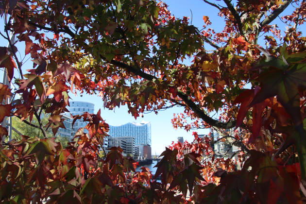 Goldener Oktober in Hamburg: Buntes Laub erstrahlt im Sonnenlicht.