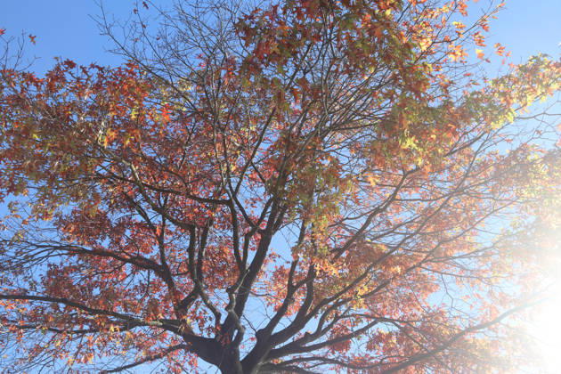Goldener Oktober in Hamburg: Buntes Laub erstrahlt im Sonnenlicht.