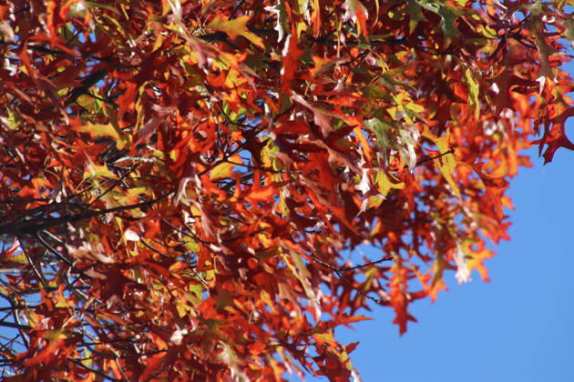 Goldener Oktober in Hamburg: Buntes Laub erstrahlt im Sonnenlicht.