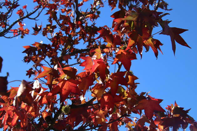 Goldener Oktober in Hamburg: Buntes Laub erstrahlt im Sonnenlicht.