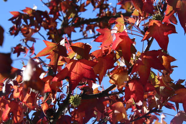 Goldener Oktober in Hamburg: Buntes Laub erstrahlt im Sonnenlicht.