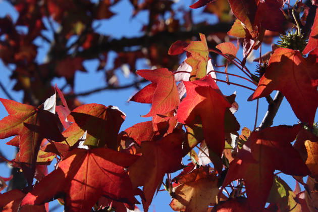 Goldener Oktober in Hamburg: Buntes Laub erstrahlt im Sonnenlicht.