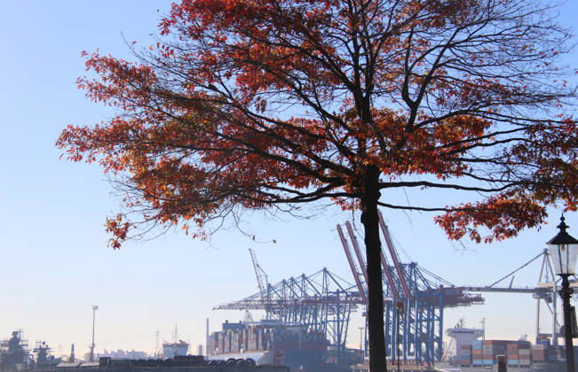 Goldener Oktober in Hamburg: Buntes Laub erstrahlt im Sonnenlicht.