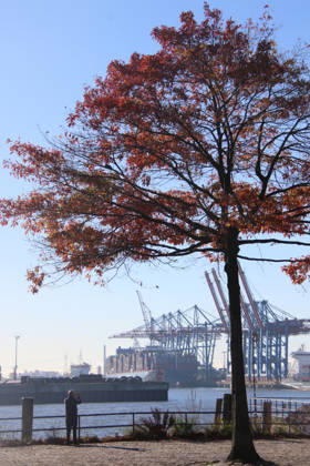 Goldener Oktober in Hamburg: Buntes Laub erstrahlt im Sonnenlicht.