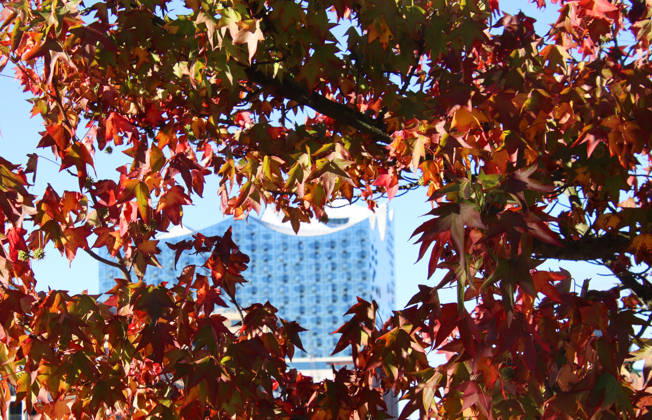 Goldener Oktober in Hamburg: Buntes Laub erstrahlt im Sonnenlicht.