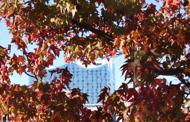 Goldener Oktober in Hamburg: Buntes Laub erstrahlt im Sonnenlicht.
