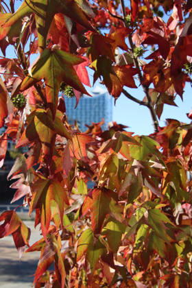 Goldener Oktober in Hamburg: Buntes Laub erstrahlt im Sonnenlicht.