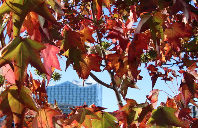 Goldener Oktober in Hamburg: Buntes Laub erstrahlt im Sonnenlicht.