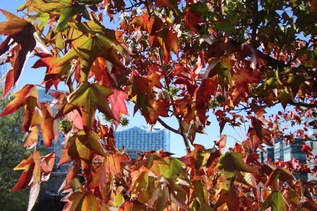 Goldener Oktober in Hamburg: Buntes Laub erstrahlt im Sonnenlicht.