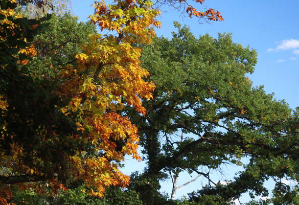 Ein Herbsttag in Feldafing, Feldafinger Park(Landkreis Starnberg). Hier der Blick auf gefärbte Bäume, Laubfärbung, Laubbaum, herbstlich, Farbenspiel, Herbstlaub, Herbstfärbung, Blattfärbung, rot, gelb, rotes Laub, gelbes Laub, Naturschauspiel ,Herbstbild