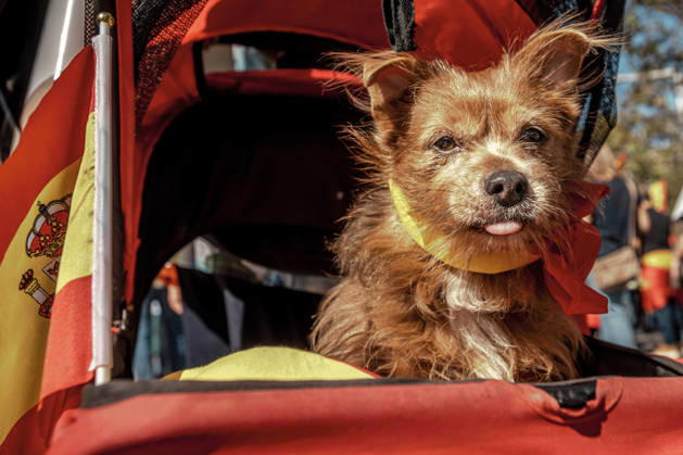 October 12, 2026, Barcelona, Catalonia, Spain: A small dog rides in a flag-covered stroller during a demonstration marking SpainÃ¢â‚¬â ¢s National Day. Barcelona Spain - ZUMAo105 20261012_fap_o105_016 Copyright: xMatthiasxOesterlex