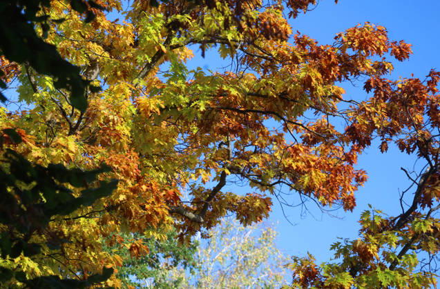 Ein Herbsttag in Feldafing, Feldafinger Park(Landkreis Starnberg). Hier der Blick auf gefärbte Bäume, Laubfärbung, Laubbaum, herbstlich, Farbenspiel, Herbstlaub, Herbstfärbung, Blattfärbung, rot, gelb, rotes Laub, gelbes Laub, Naturschauspiel ,Herbstbild