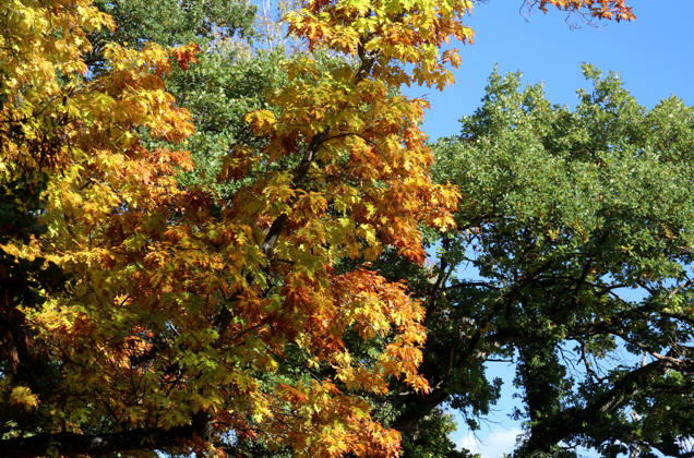 Ein Herbsttag in Feldafing, Feldafinger Park(Landkreis Starnberg). Hier der Blick auf gefärbte Bäume, Laubfärbung, Laubbaum, herbstlich, Farbenspiel, Herbstlaub, Herbstfärbung, Blattfärbung, rot, gelb, rotes Laub, gelbes Laub, Naturschauspiel ,Herbstbild