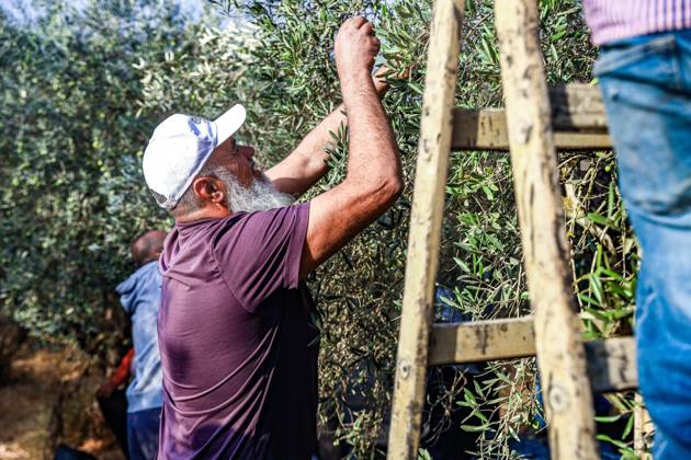 October 13, 2026, Ramallah: EIN YABRUD, WEST BANK, PALESTINE, OCTOBER 13, 2026: Palestinian residents and farmers harvest olives on their land in Ein Yabrud, east of Ramallah, in the occupied West Bank. Residents gathered to pick olives following reported settler attacks on farmers in the village in recent days. Ramallah - ZUMAq101 20261013_zna_q101_206 Copyright: xSalmanxMohsenxAlkhatibx