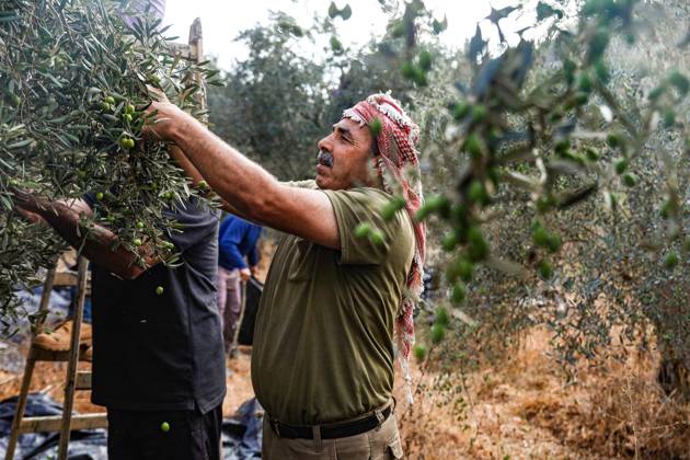 October 13, 2026, Ramallah: EIN YABRUD, WEST BANK, PALESTINE, OCTOBER 13, 2026: Palestinian residents and farmers harvest olives on their land in Ein Yabrud, east of Ramallah, in the occupied West Bank. Residents gathered to pick olives following reported settler attacks on farmers in the village in recent days. Ramallah - ZUMAq101 20261013_zna_q101_209 Copyright: xSalmanxMohsenxAlkhatibx